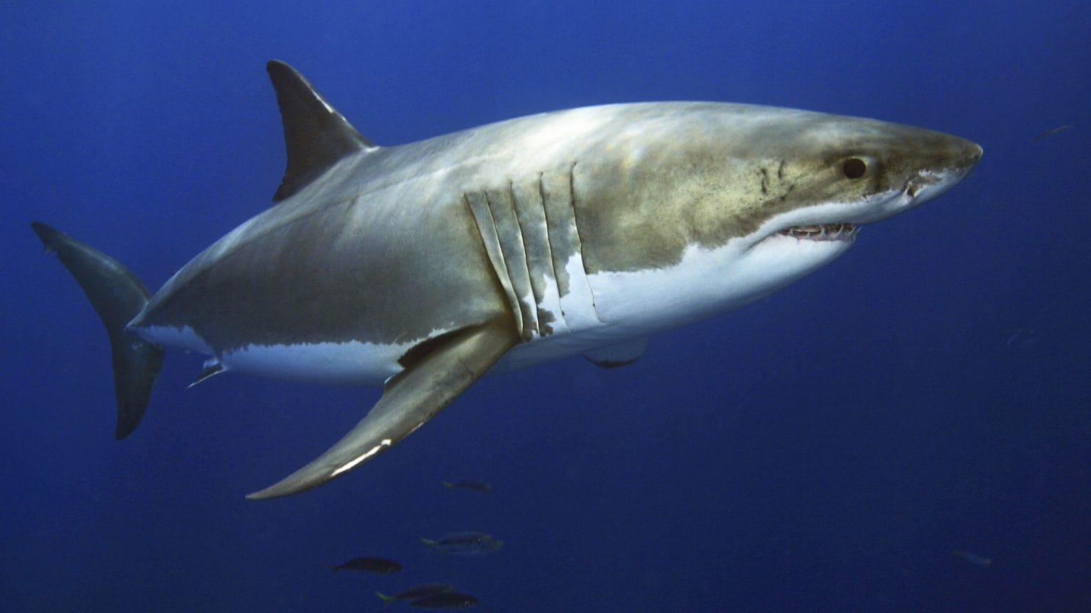 Tiger Shark – Facts, Size, Lifespan, Diet, Pictures, and More