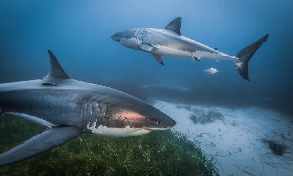 Great White Shark Facts Size Lifespan Diet Pictures And More Great White Shark Facts Size Lifespan Diet Pictures And More