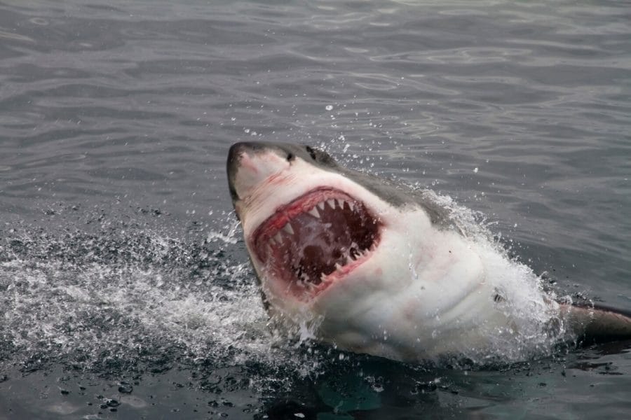 Great White Shark – Facts, Size, Lifespan, Diet, Pictures