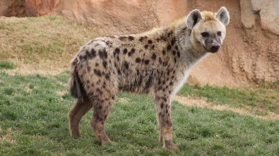 are hyenas more like dogs or cats