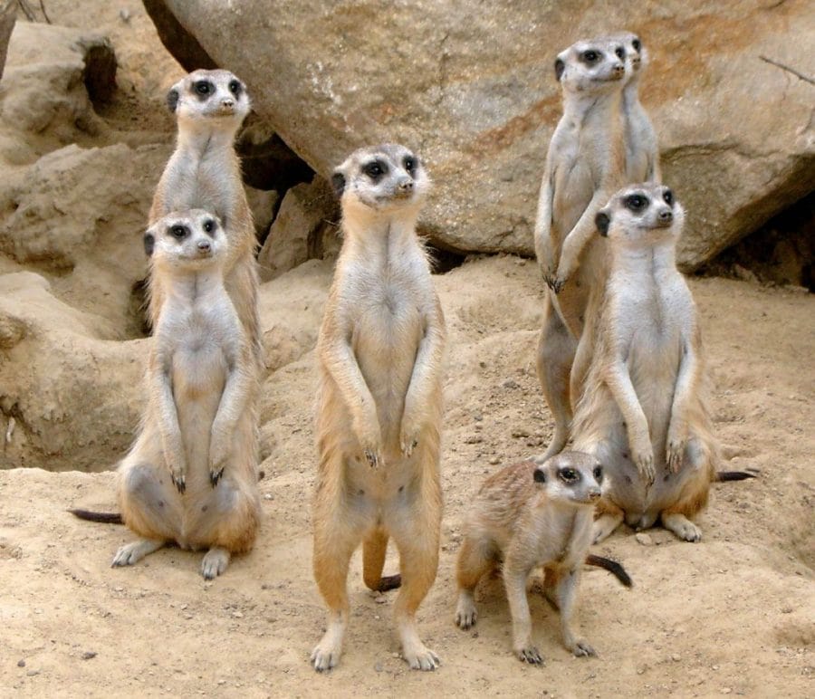 Meerkat Facts Size Habitat Pictures And More