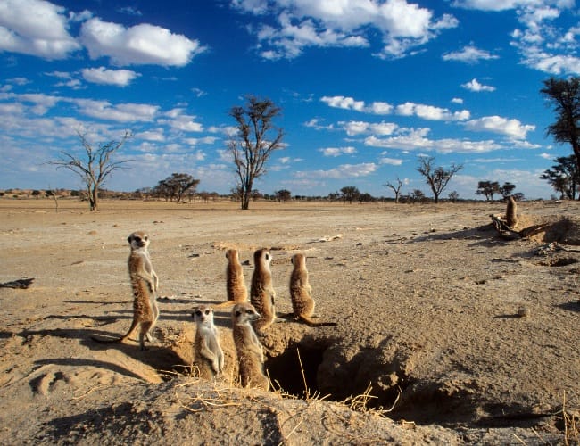 Meerkat Facts Size Habitat Pictures And More Meerkat Facts Size Habitat Pictures And More