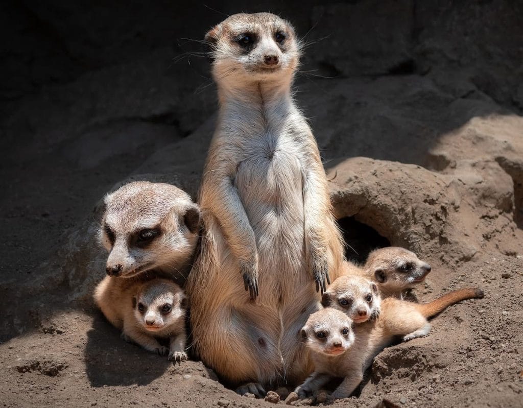 Meerkat Facts Size Habitat Pictures And More