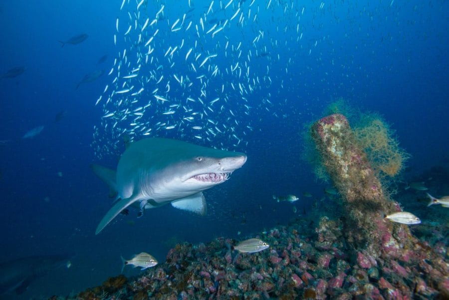 tiger shark classification chart