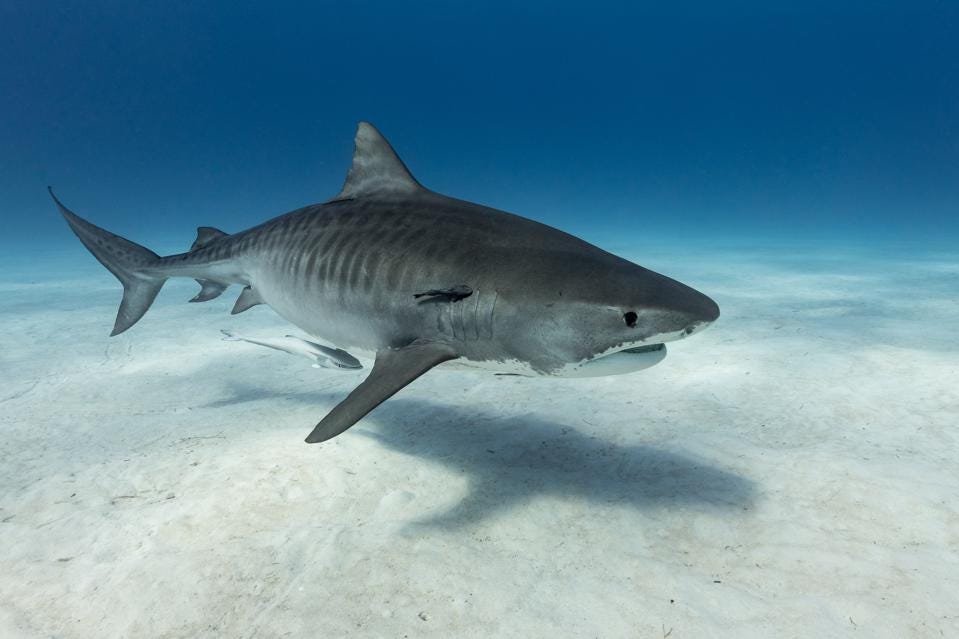 tiger shark classification chart