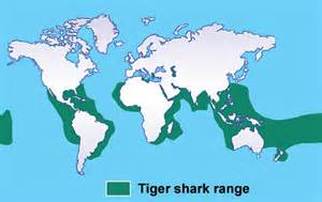 tiger shark classification chart