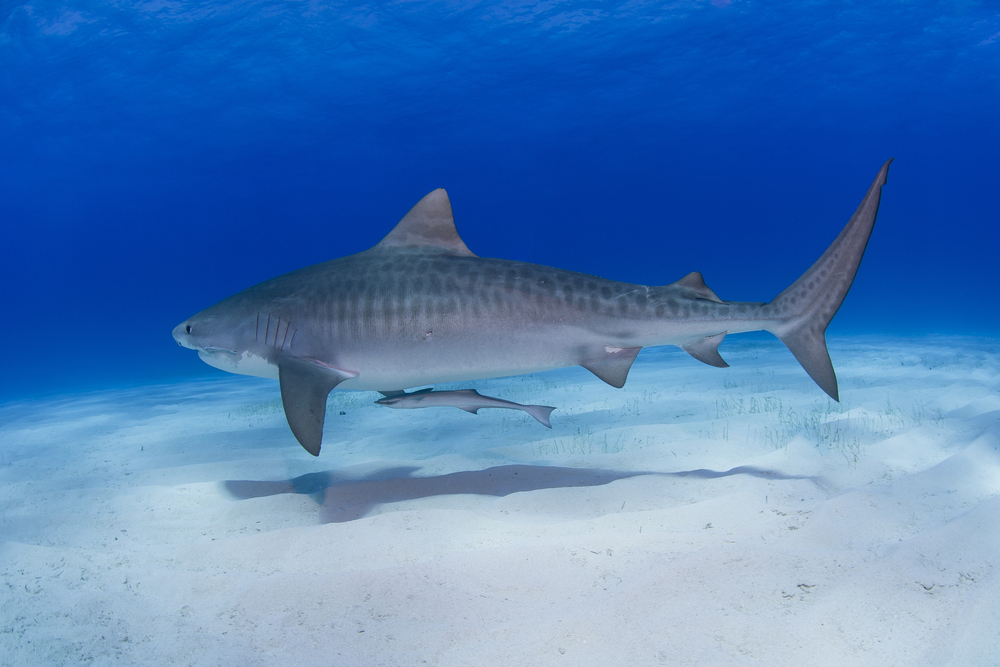 Tiger Shark – Facts, Size, Lifespan, Diet, Pictures