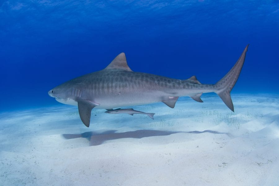 tiger shark classification chart