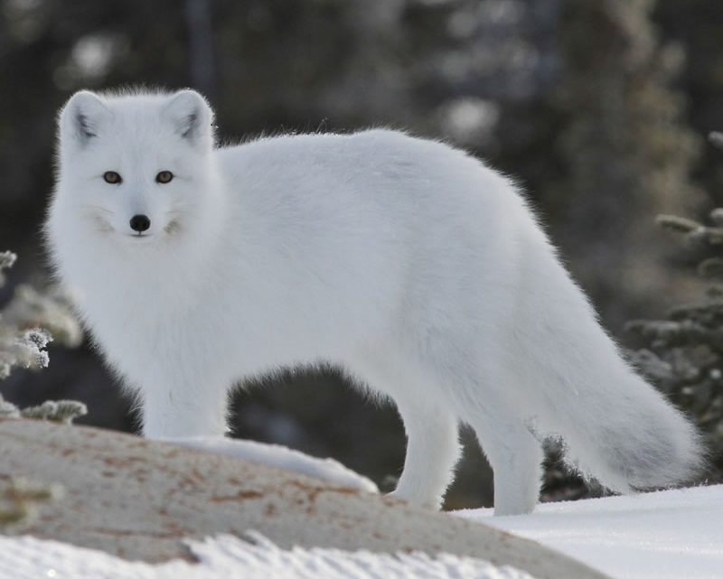 Arctic Fox– Facts, Size, Diet, Pictures