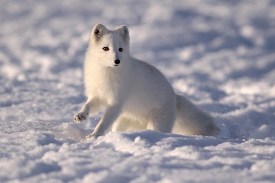 Arctic Foxes