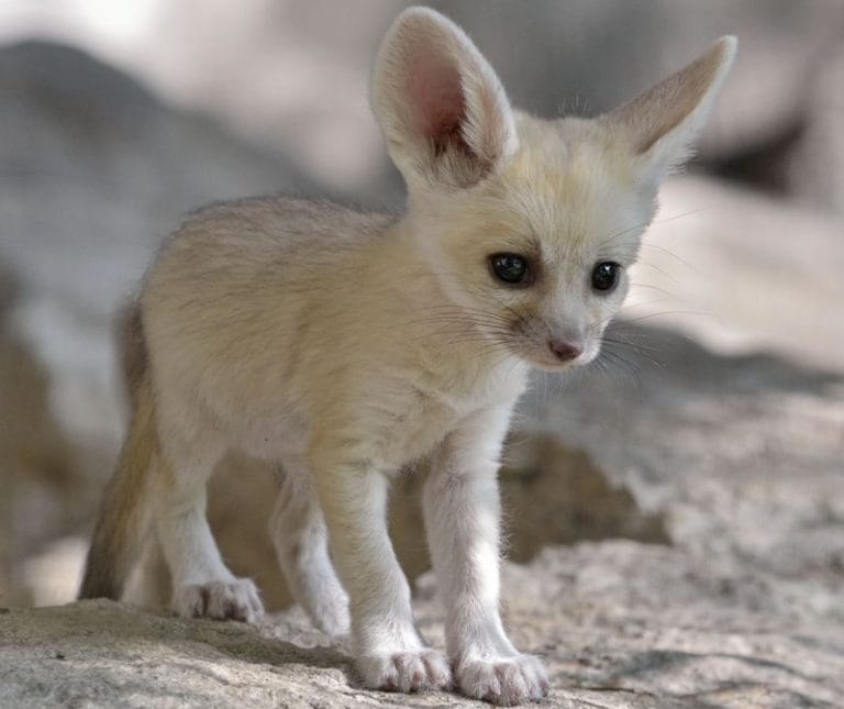 Fennec Fox Facts, Size, Lifespan, Habitat, Pictures