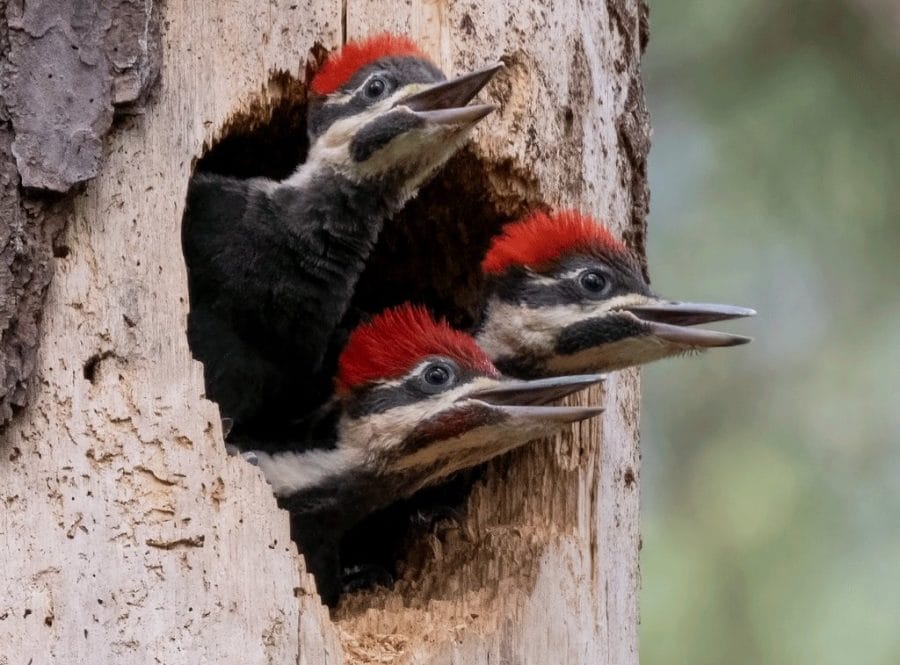Baby Downy Woodpecker