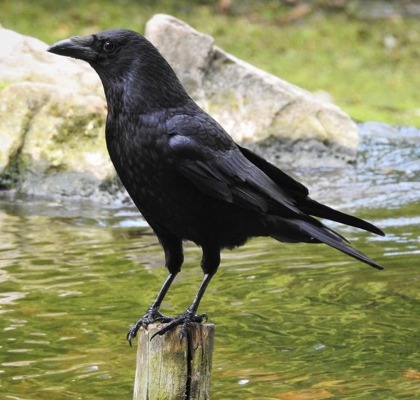 Crow Facts, Types, Diet, Reproduction, Classification, Pictures