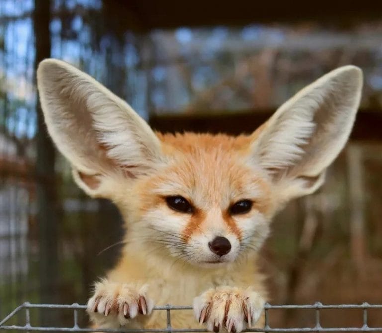 Fennec Fox Facts, Size, Lifespan, Habitat, Pictures