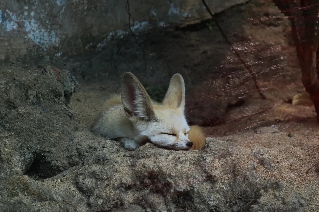 Fennec Fox – Facts, Size, Lifespan, Habitat, Pictures