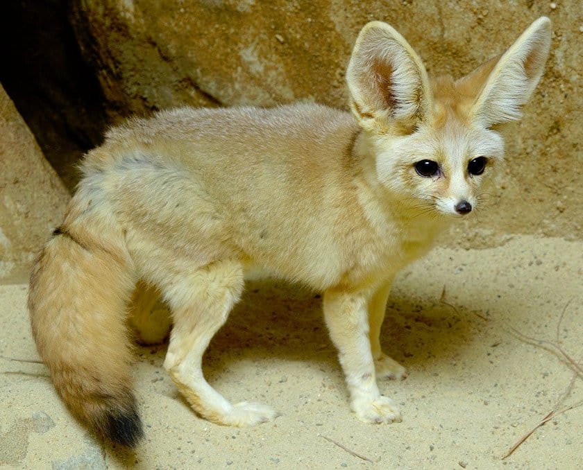 Fennec Fox – All You Need To Know About This Exotic Animal