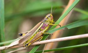 Grasshopper Facts, Types, Diet, Reproduction, Classification, Pictures
