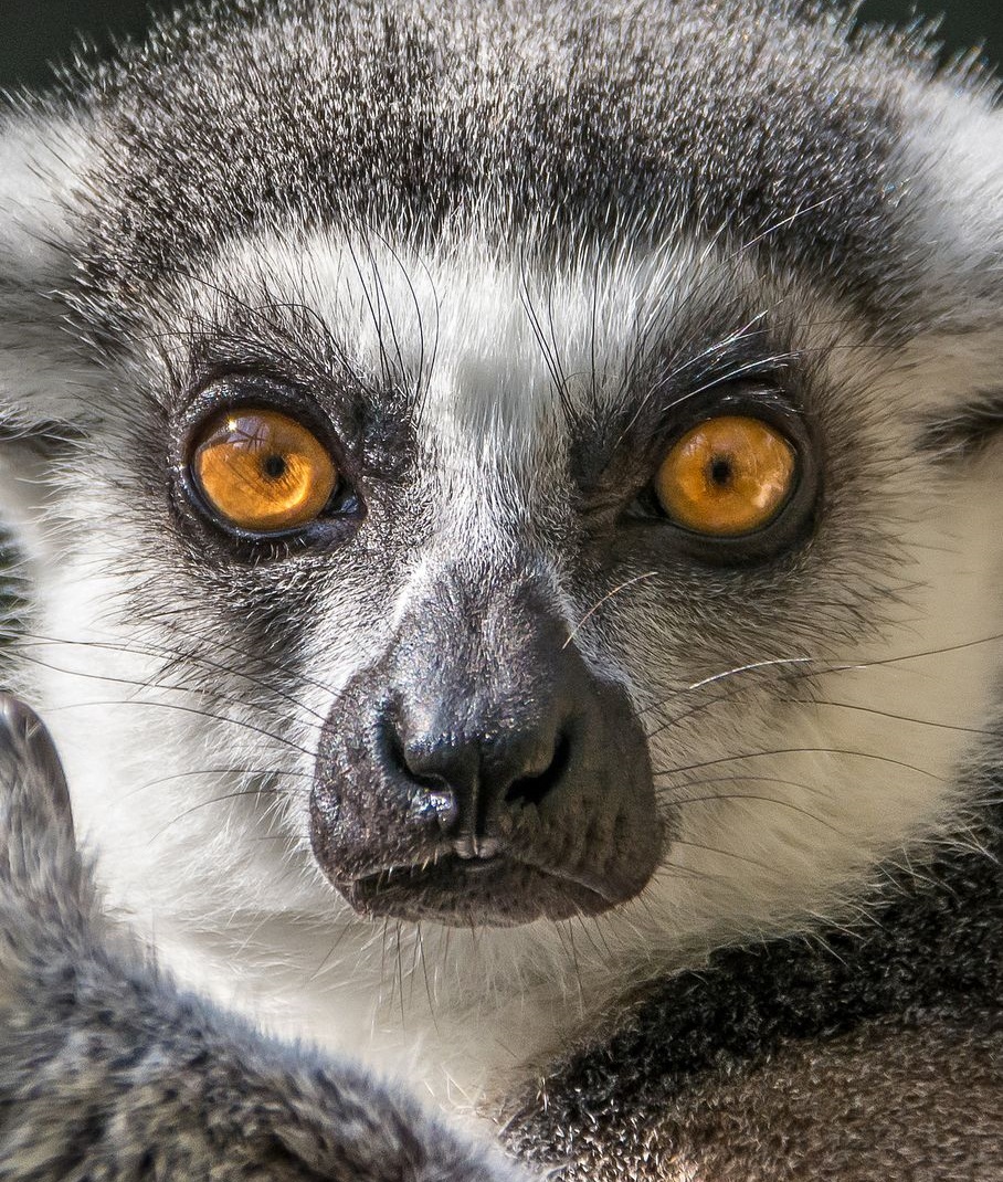 Lemur Facts, Types, Diet, Reproduction, Classification, Pictures