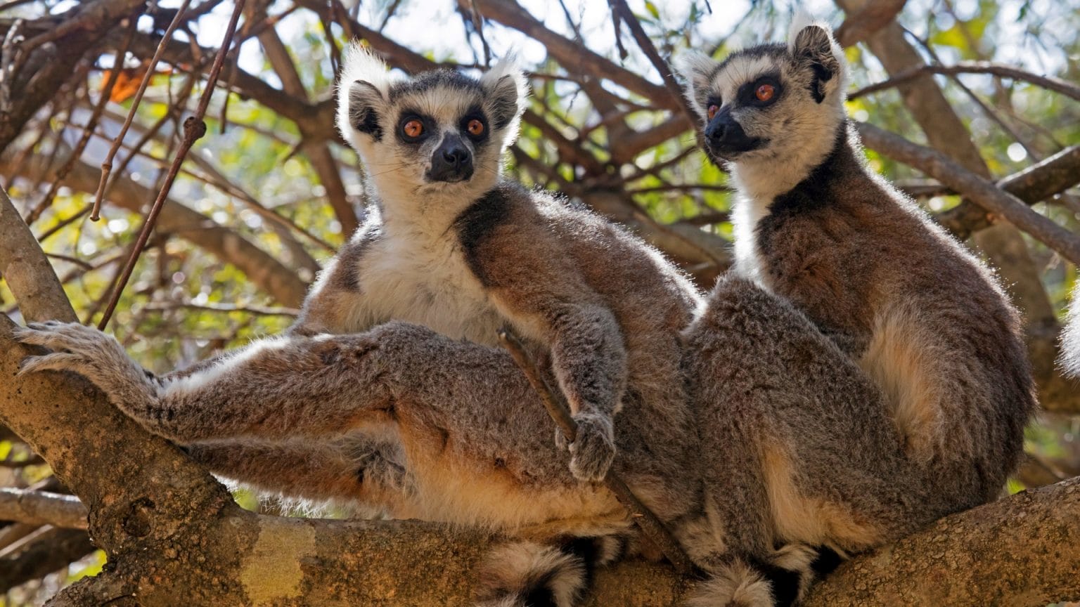 Lemur Facts, Types, Diet, Reproduction, Classification, Pictures