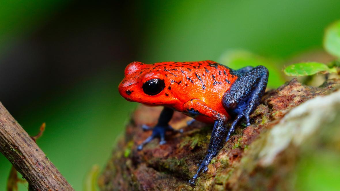 Strawberry Poison Dart Frog– Facts, Size, Diet, Pictures