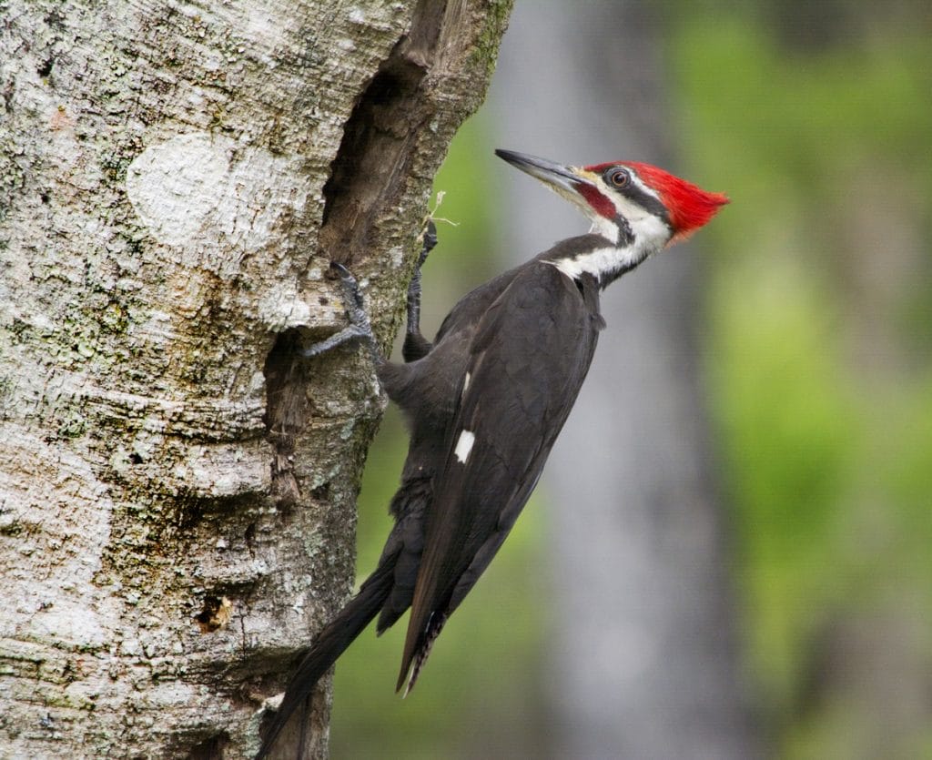 Pileated Woodpecker  Facts, Size, Sounds, Habitat, and Pictures