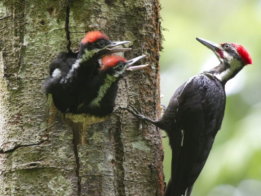 Pileated Woodpecker  Facts, Size, Sounds, Habitat, and Pictures