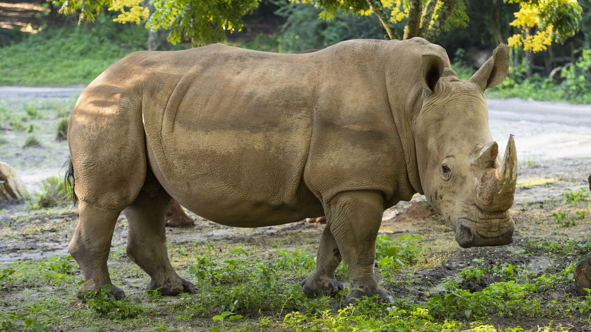 Rhino Facts, Types, Diet, Reproduction, Classification, Pictures