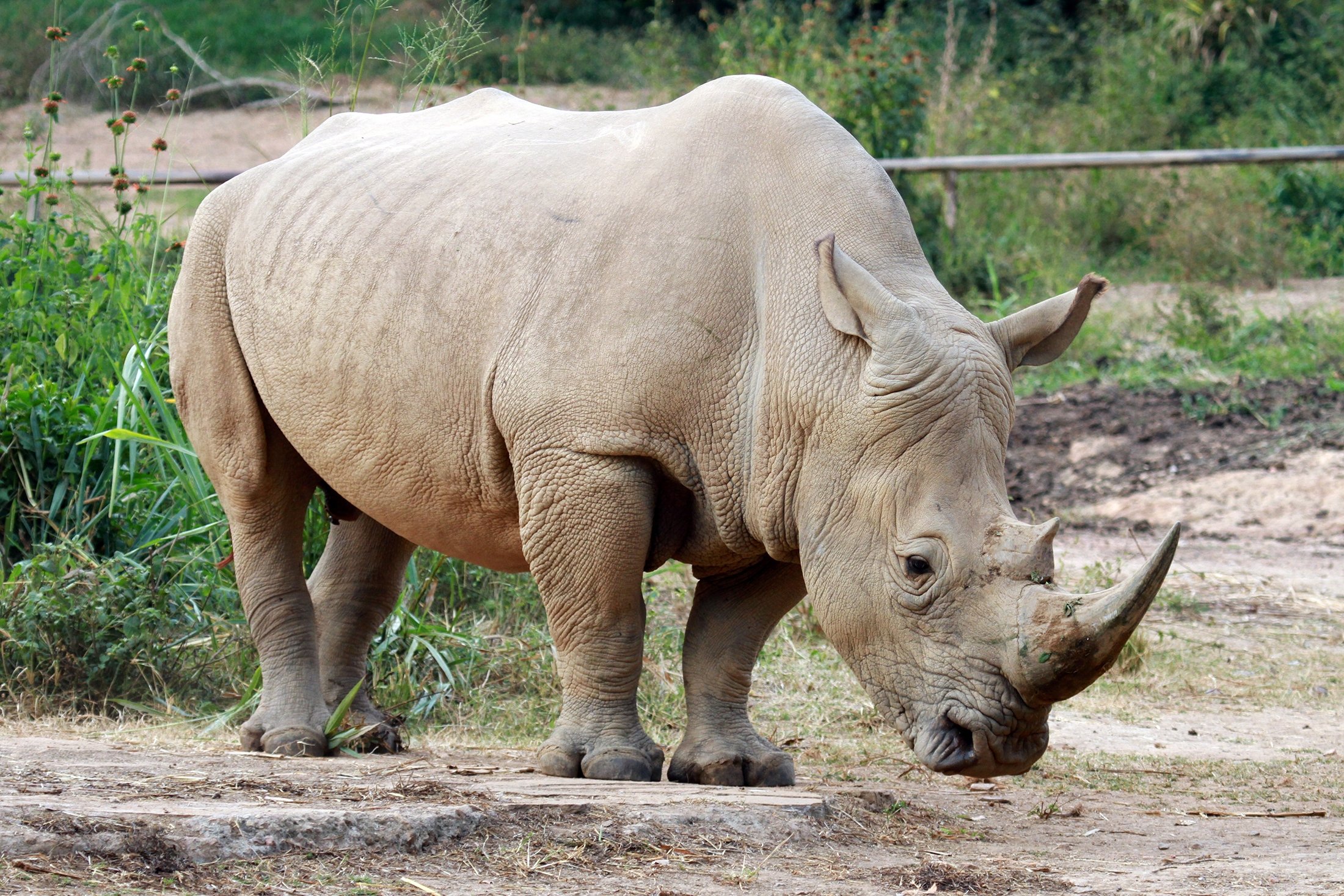 Rhino Facts, Types, Diet, Reproduction, Classification, Pictures