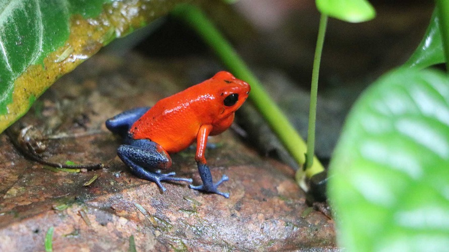 Strawberry Poison Dart Frog– Facts, Size, Diet, Pictures