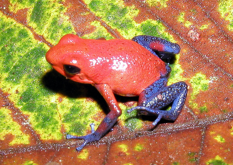https://www.animalspot.net/wp-content/uploads/2022/03/Strawberry-Poison-Dart-Frog.jpg