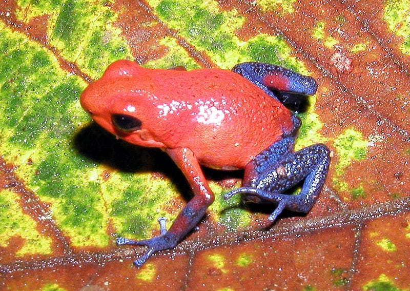 Strawberry Poison Dart Frog– Facts, Size, Diet, Pictures