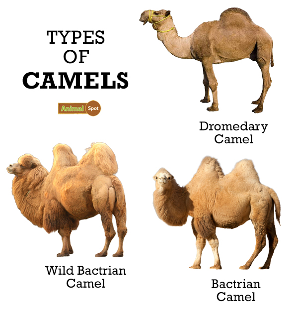 Types of Camels