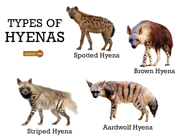 are hyenas more like dogs or cats