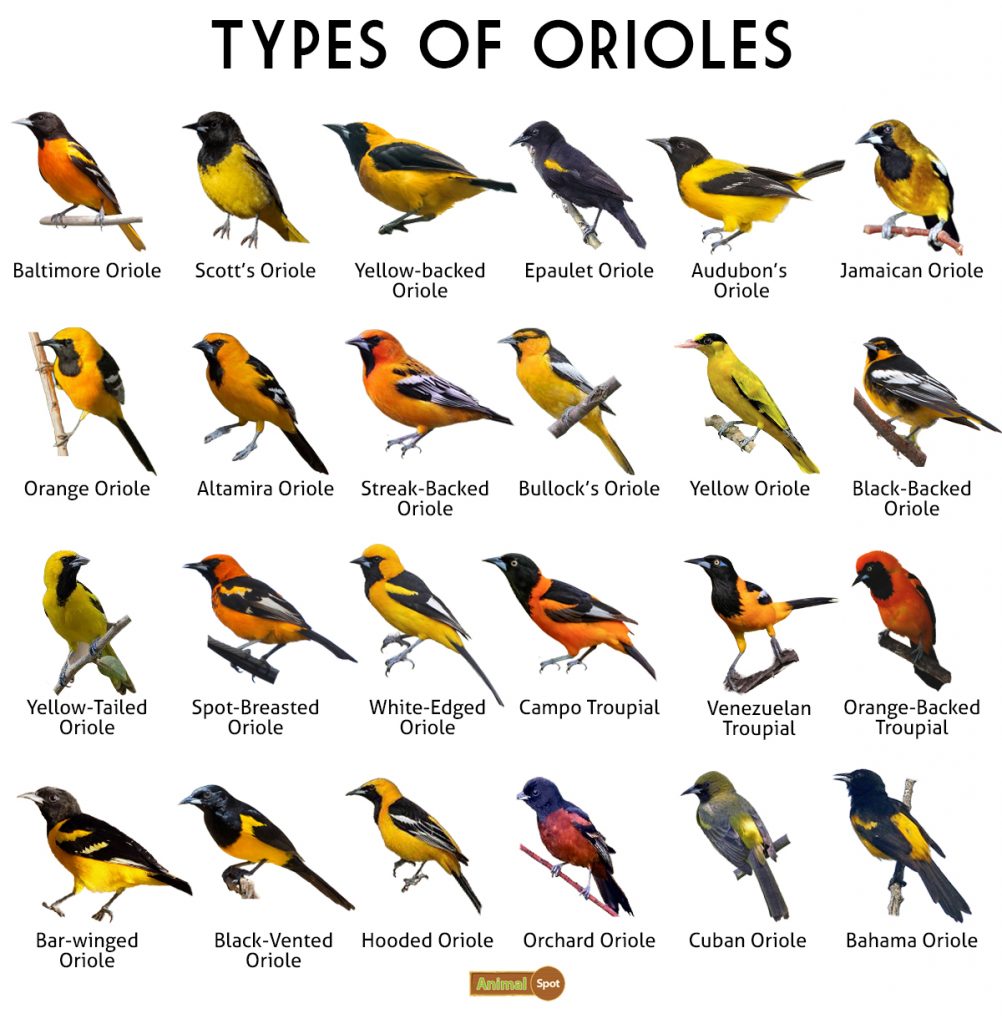 Types of Orioles