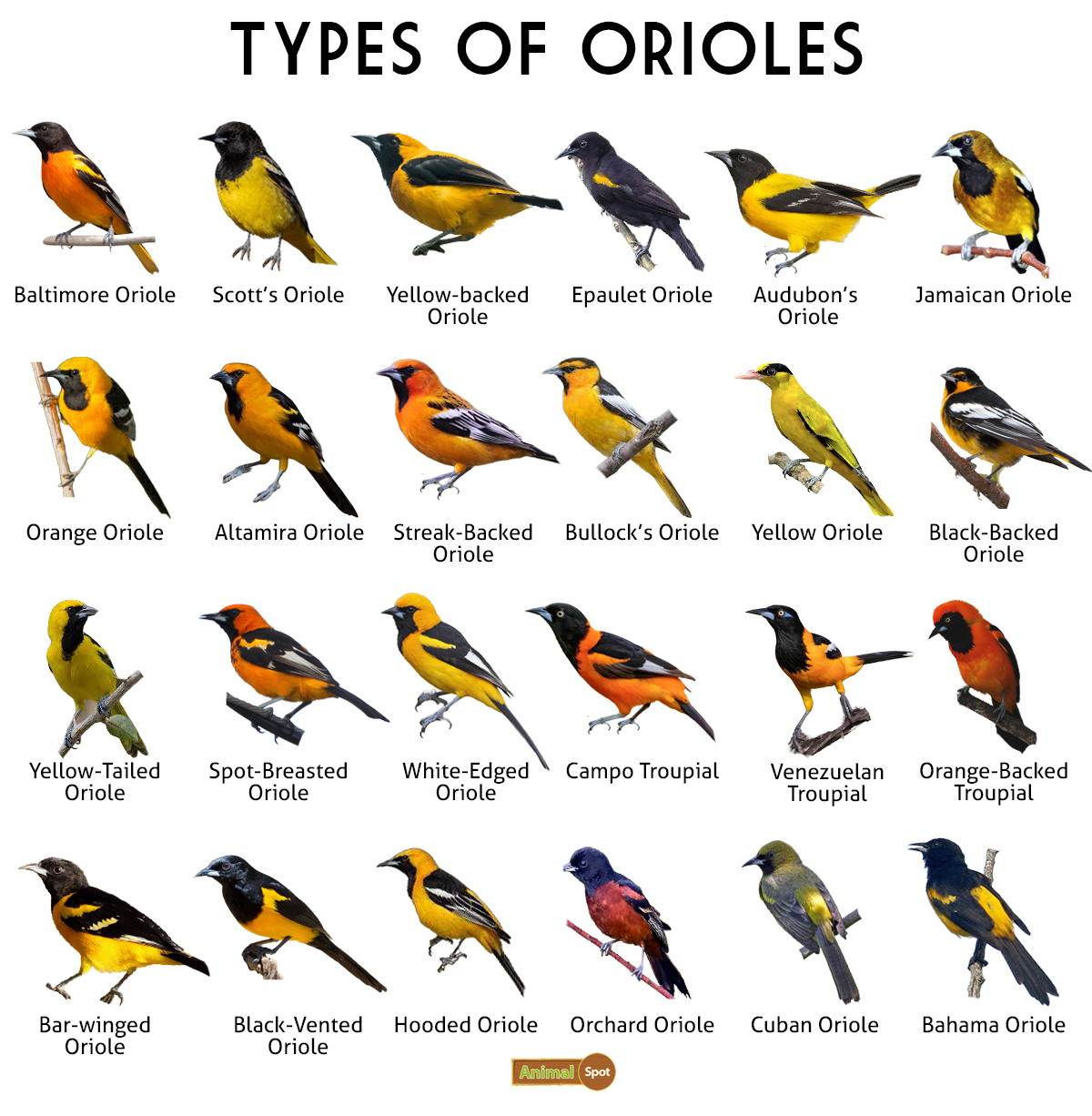 Oriole (New World) Facts, Types, Diet, Reproduction, Classification, Pictures