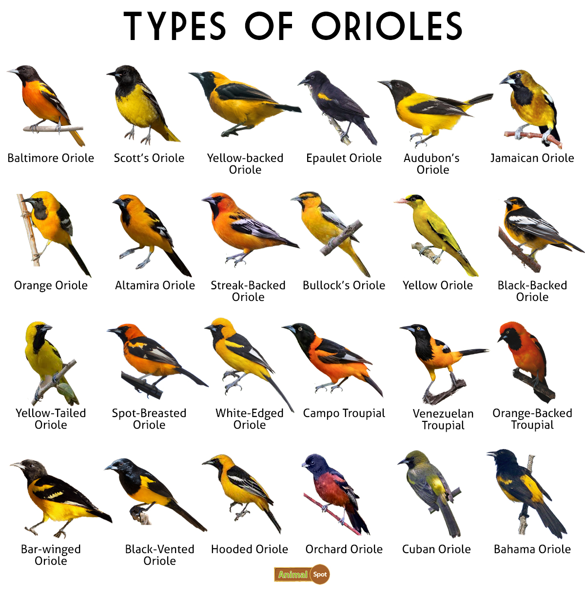 black orioles o