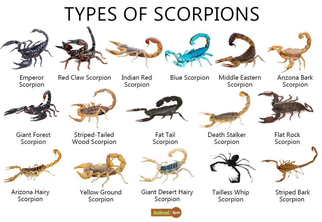 Types of Scorpions