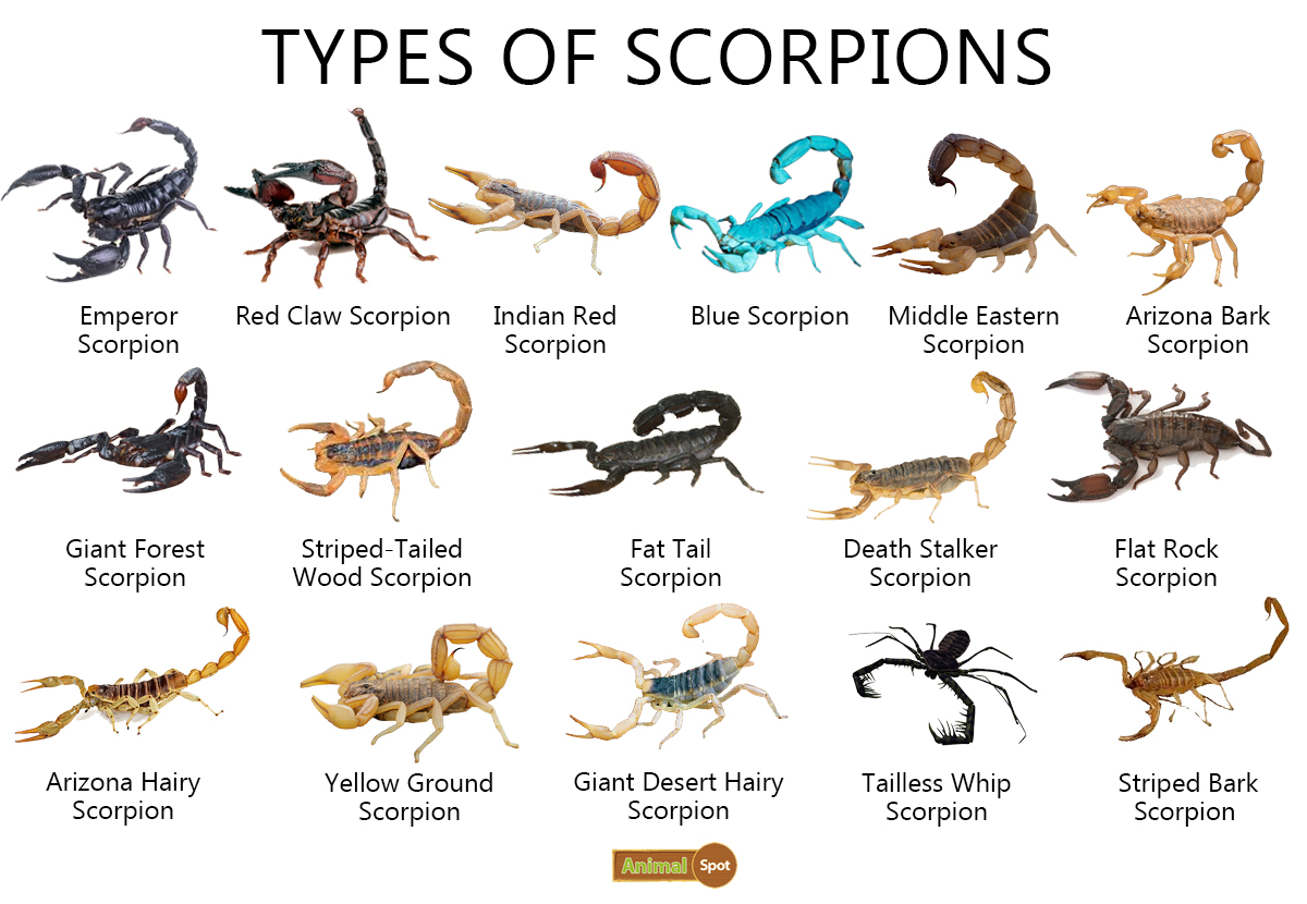 Life Cycle Of A Scorpion For Kids