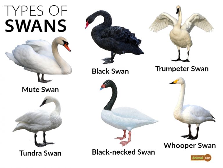 Swan Facts, Types, Diet, Reproduction, Classification, Pictures