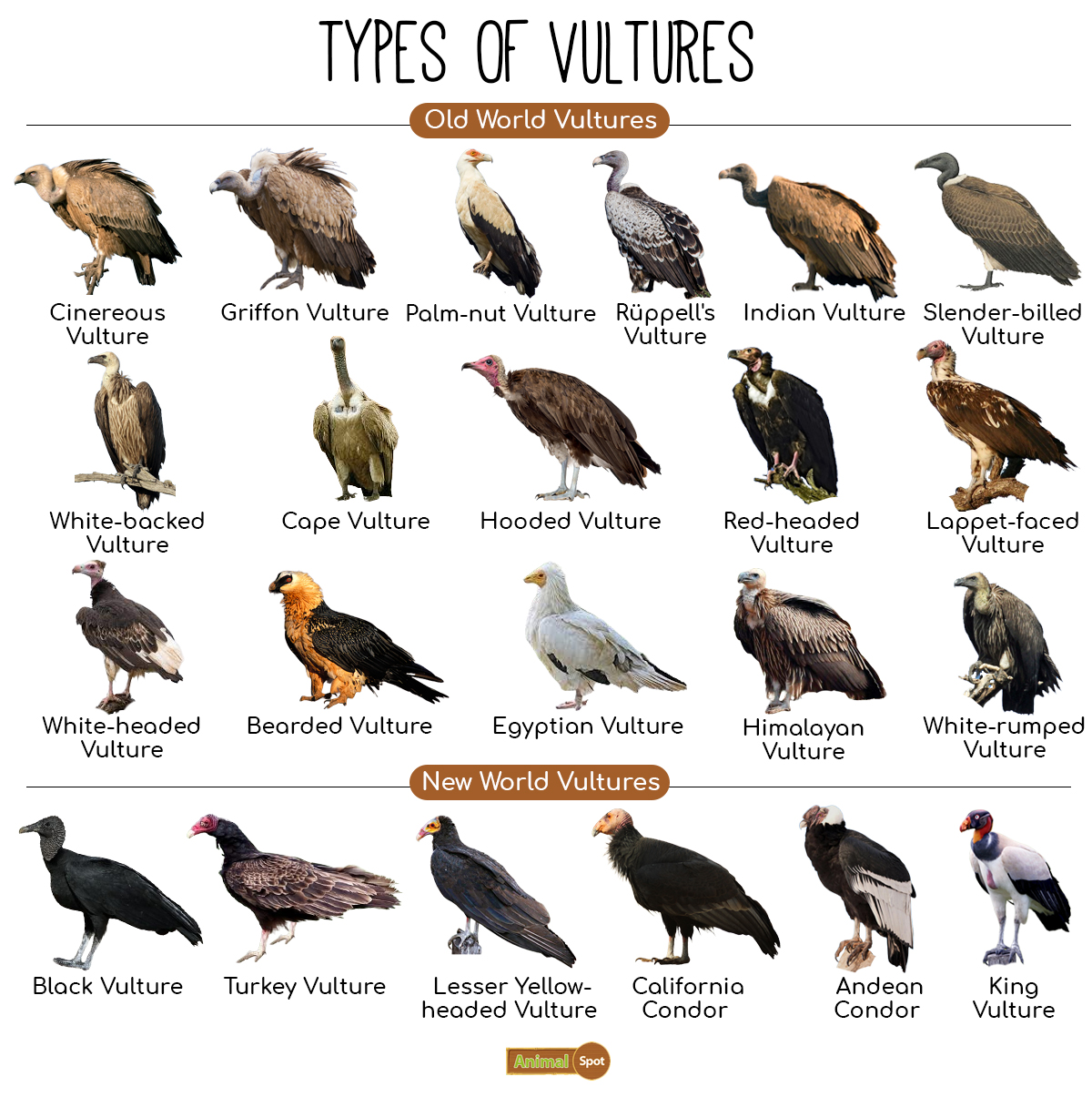 Know difference between vultures
