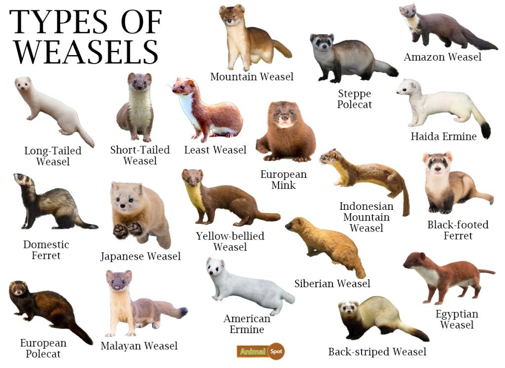 Types of Weasels