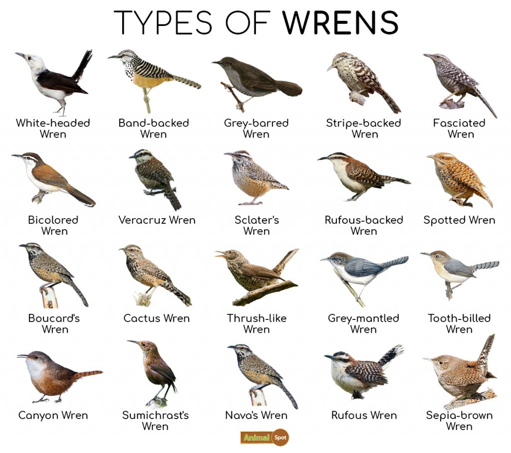 Types of Wrens