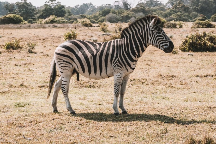 The Zebra: One Of Africa's Most Beautiful Creatures