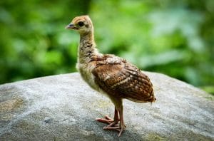 Baby-Peacock-300x198.jpg