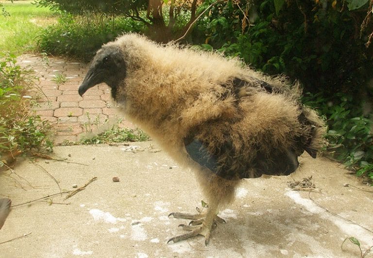 Black Vulture Facts, Size, Sounds, Habitat, Pictures