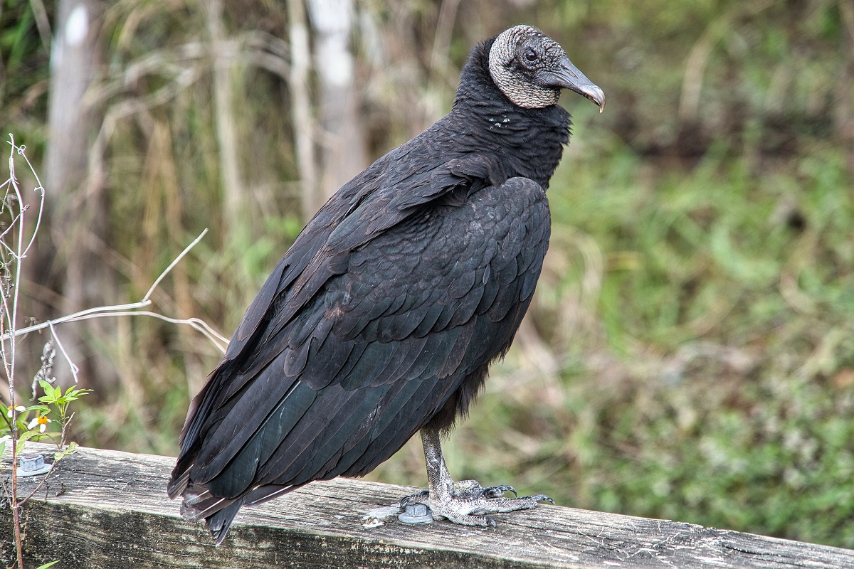 Baby Black Vulture