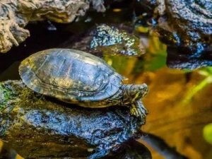 Baby Cumberland Slider Turtles