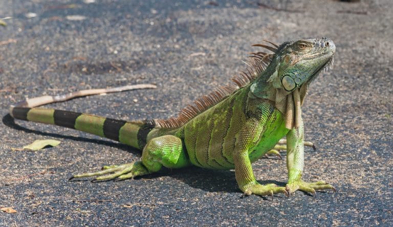 Iguana Facts, Types, Diet, Reproduction, Classification, Pictures