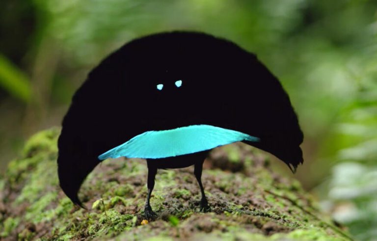 Superb Bird of Paradise – Facts, Size, Sounds, Habitat, Pictures