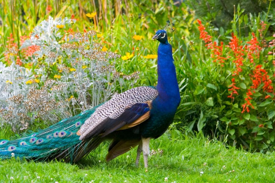 Dance of Pecock, Other, Animals